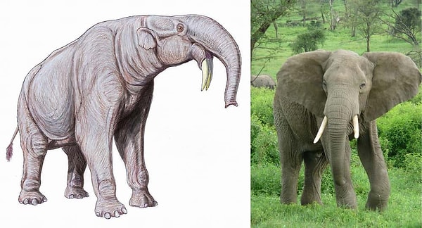 11. Devasa Fillerin Atası: Deinotherium