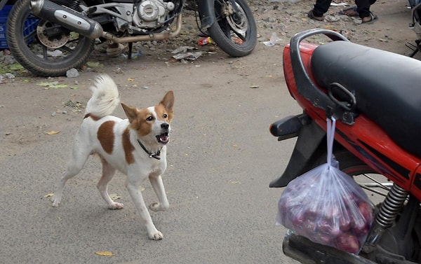 Motosikletlerin lastiklerinin dönmesi, motor sesi ve farların yaydığı ışık, köpeklerin av içgüdülerini tetikler. Köpekler hareket eden bir motosikleti, tıpkı bir top ya da frizbi gibi bir hedef olarak görür.