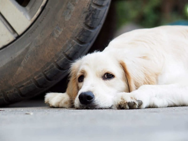 Ayrıca köpeklerin sadece motosikletlere saldırmadığını hatırlatmamızda fayda var. Bisikletlere ve arabalara da saldırabiliyorlar!