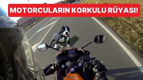 Köpeklerin Motosiklet Görünce İçlerine Cin Kaçmış Gibi Saldırmalarının Sebebi Nedir?