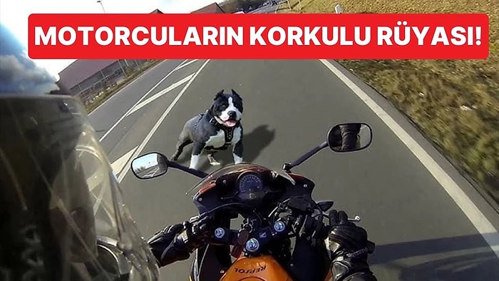 Köpeklerin Motosiklet Görünce İçlerine Cin Kaçmış Gibi Saldırmalarının Sebebi Nedir?