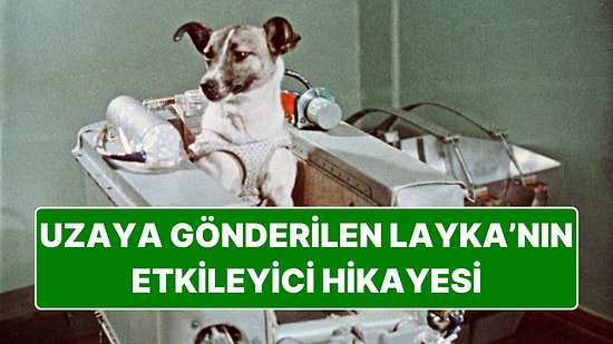 Öleceği Kesin Olmasın Rağmen Uzaya Gönderilen İlk Canlı Layka'nın Etkileyici Hikayesi