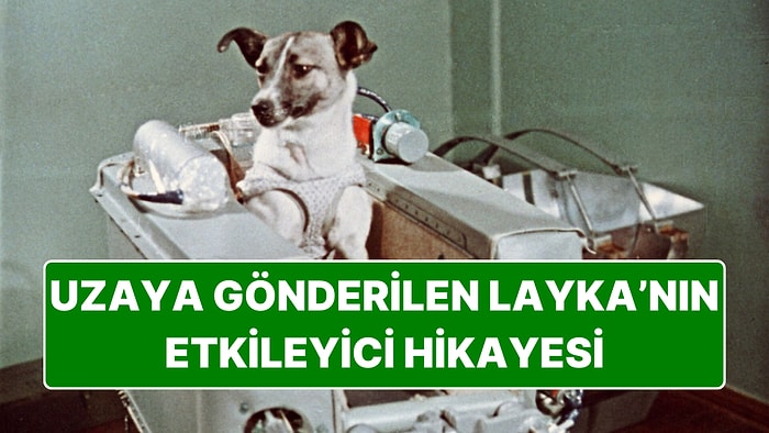 Öleceği Kesin Olmasın Rağmen Uzaya Gönderilen İlk Canlı Layka'nın Etkileyici Hikayesi