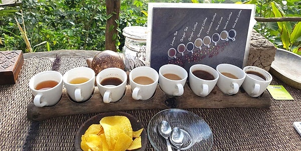 Bali'nin en ünlü kahvesi olan Kopi Luwak kahvesi nasıl yapılır?