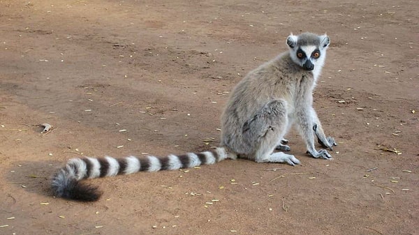 1. Lemur