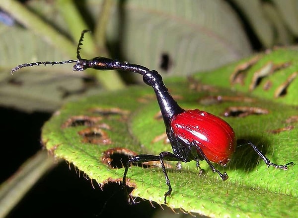 2. Giraffe Weevil