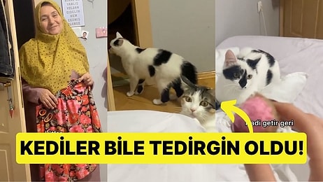 Kediler Bile Tedirgin Oldu: Sakin Sakin Kedileriyle Oynarken Gelen Soruyla Şaşkına Döndü