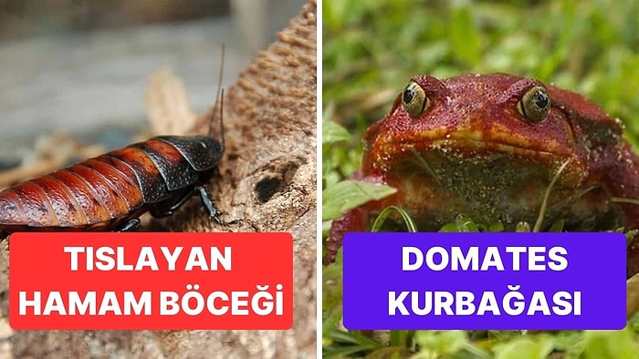 Madagaskar’dan Başka Hiçbir Yerde Göremeyeceğiniz İnanılmaz 10 Hayvan