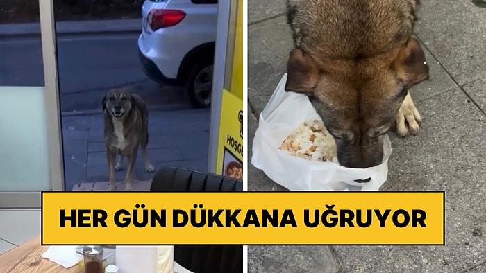 İyi İnsanlar İyi ki Var: Her Gün Dükkana Uğrayarak Yemek Bekleyen Köpeği Geri Çevirmeyen İşletmeci