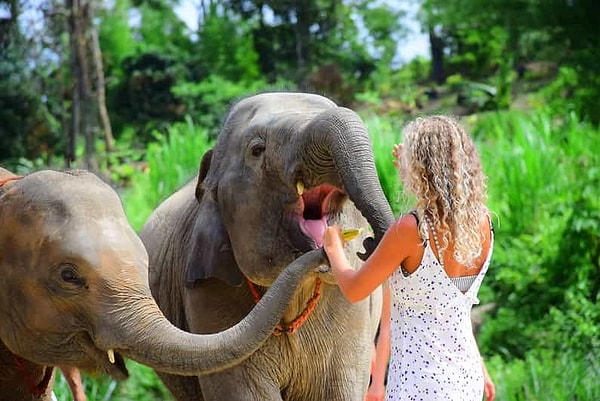 Phuket’te fil safarisi yerine, etik olarak yönetilen fil koruma merkezlerini ziyaret edebilirsin.