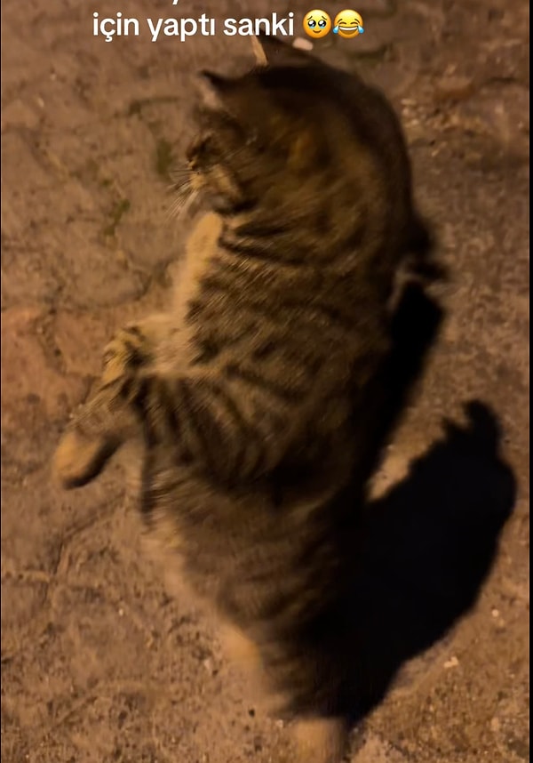 Tatlı kedi, kadından gördüğü ilgi karşısında iki patisinin üstüne çıkarak dönmeye başlamıştı.