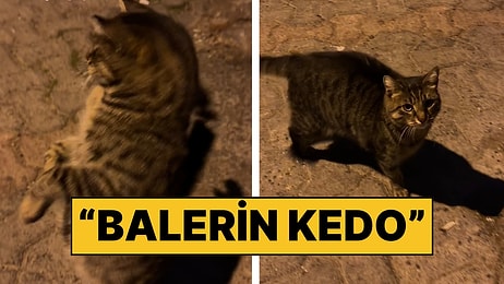 İlgiyi Görünce Balerin Gibi Dans Etmeye Başlayan Kedinin Güldüren Anları