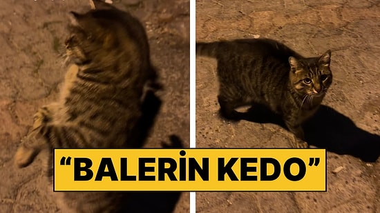 İlgiyi Görünce Balerin Gibi Dans Etmeye Başlayan Kedinin Güldüren Anları