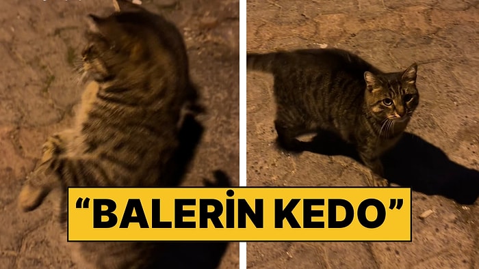 İlgiyi Görünce Balerin Gibi Dans Etmeye Başlayan Kedinin Güldüren Anları