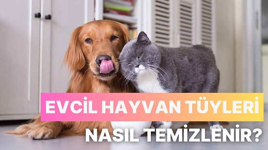 Evcil Hayvan Tüyleri Nasıl Temizlenir?