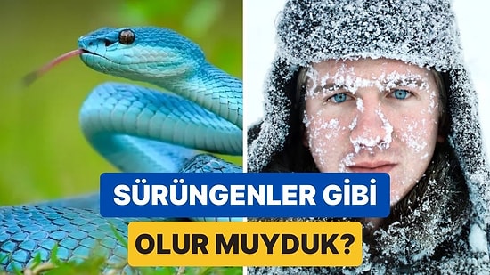 İnsanlar Sıcakkanlı Değil de Tıpkı Yılanlar Gibi Soğukkanlı Olsaydı Neler Olurdu?