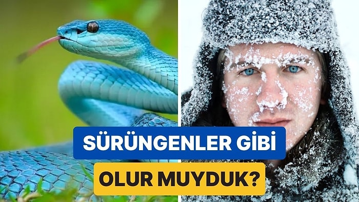 İnsanlar Sıcakkanlı Değil de Tıpkı Yılanlar Gibi Soğukkanlı Olsaydı Neler Olurdu?