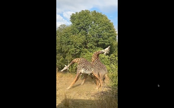 İki zürafanın kavga ettiği anlar sosyal medyada viral oldu.