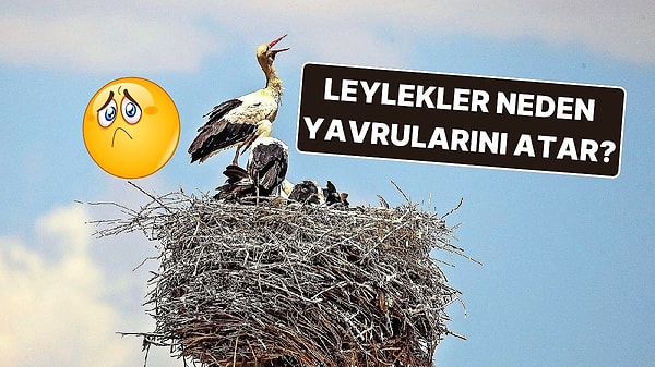 3. Anne Leyleklerin Yavrularını Yuvadan Atmalarının ''Doğada Zayıfın Şansı Yok'' Dedirten Sebebi