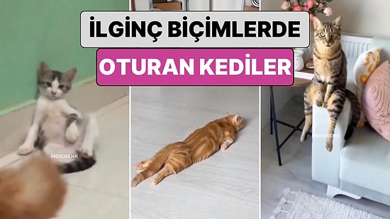 İlginç Biçimlerde Oturmayı Alışanlık Edinmiş Kedinlerin Birbirinden Sevimli Anları Gününüzü Güzelleştirecek