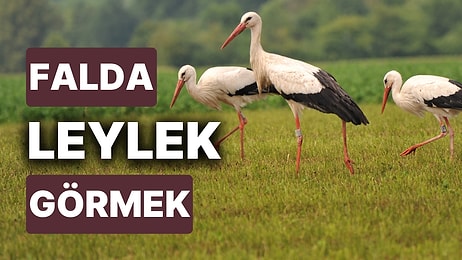 Falda Leylek Görmek Ne Anlama Gelir? Yakında Göreceksiniz, İyi ya da Kötü Şans Sizi Bulacak!