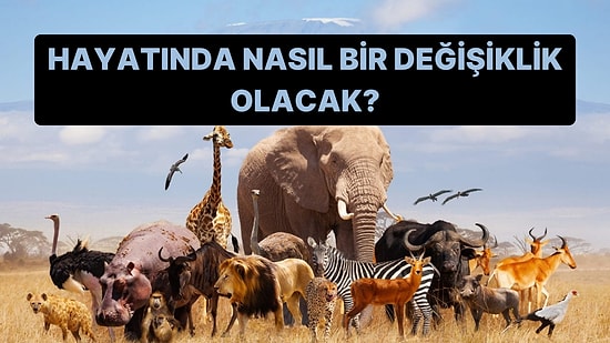 Bir Hayvan Seç, Hayatında Hangi Değişiklik Olacak Söyleyelim!