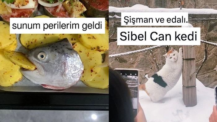 Aniden Gelen Sunum Perilerinden Sibel Can Kediye Son 24 Saatin Viral Tweetleri