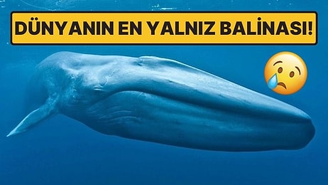 Bugün de Buna Ağladık: Dünyanın En Yalnız Balinası Olarak da Bilinen 52 Hertz Balinasının Üzücü Gizemi