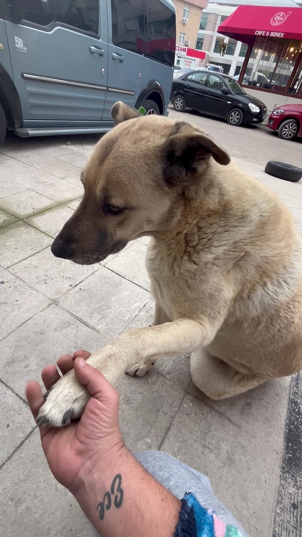 5 yıldır Ares adlı sokak köpeğine ilgiyle bakan Ceyhun Satır kış aylarında da sıcak tutmak için altına battaniye sermeyi eksik etmediklerini İHA muhabirlerine anlattı.