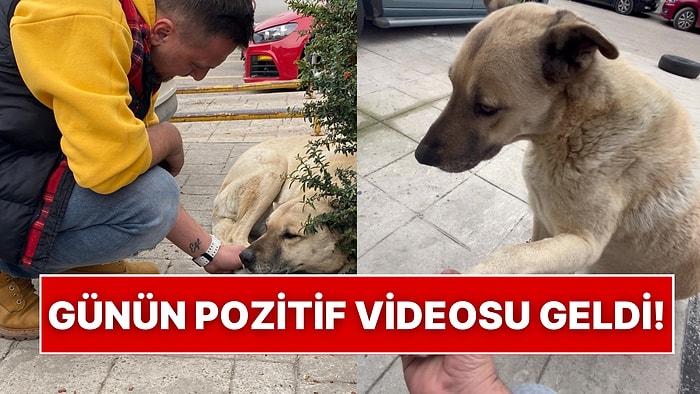 5 Yıldır Kendisine Bakan Esnafa Pişmiş Tavuk Getirerek Teşekkür Eden Sokak Köpeği Kalpleri Eritti