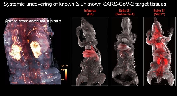 Prof. Dr. Ertürk, virüsün spike proteininin, hastalık atlatılsa bile yıllarca beynin koruyucu katmanlarında, kafatası kemik iliğinde kalabildiğini vurguladı. Ertürk ayrıca DISCO Transparency tekniği ile virüsün vücutta nerelere yerleştiğini en ince ayrıntısına kadar fareler üzerinde göstermeyi başardı.