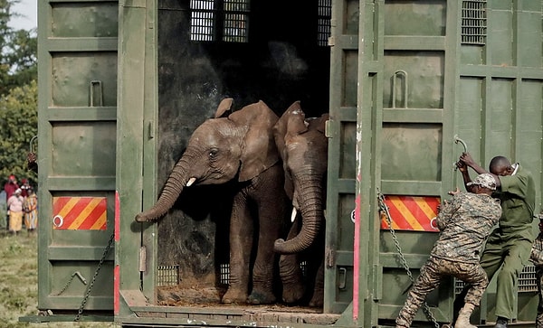 Kenya Yaban Hayatı Servisi (KWS) korucuları ve veterinerleri, 14 Ekim 2024'te Kenya'nın Nyeri İlçesinde bir nakil tatbikatı sırasında özel bir nakliye konteynerinden filleri serbest bırakıyor.