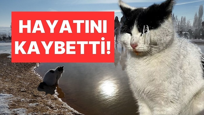 Görüntüleri Sosyal Medyada Gündem Olmuştu: Sivas'ta Termal Su Kenarında Isınmaya Çalışan Kedi Öldü!