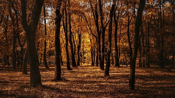 3. Bir ormanda yürüyorsun. Karşına çıkan ilk şey nedir?