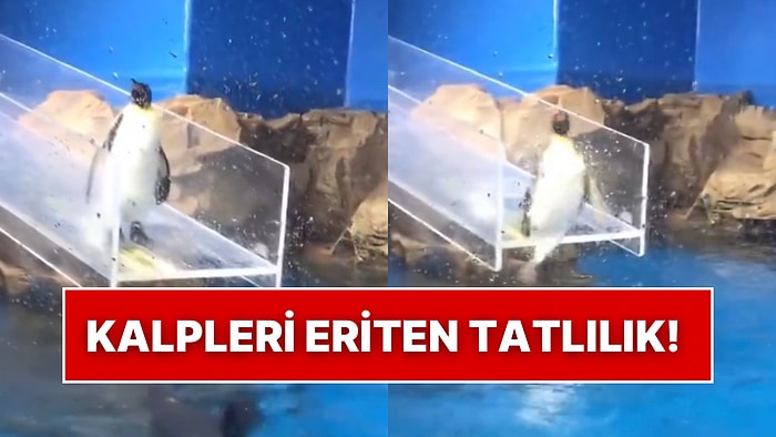 Havuza İndiği Esnada Ayağı Kayan Penguenin Düşüş Anı Tebessüm Ettirdi