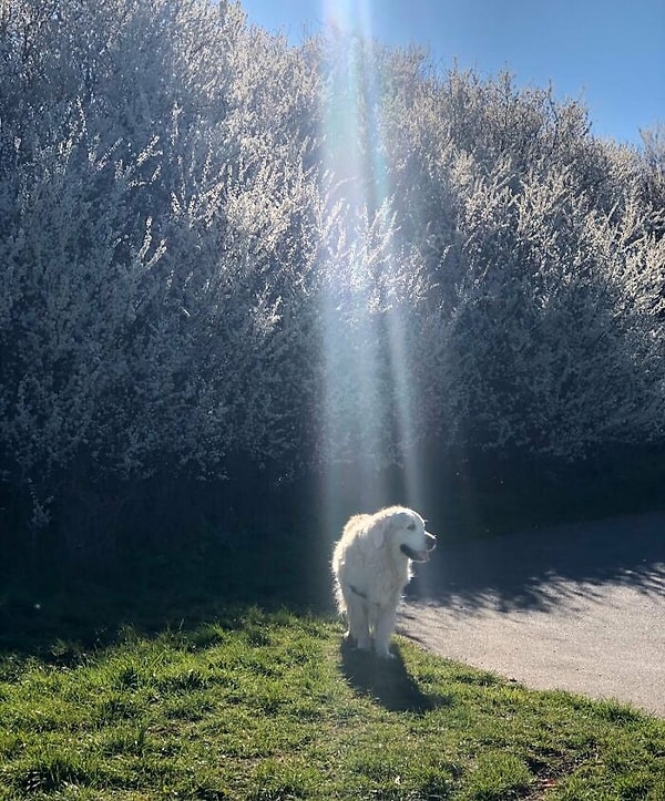 6. Kutsanmış köpek 😍