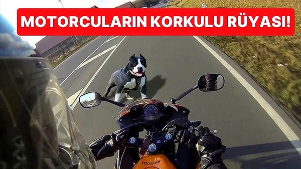 10. Köpeklerin Motosiklet Görünce Saldırmalarının Sebebi Nedir?