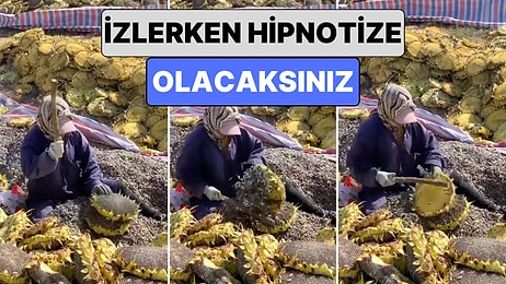 Terapi Gibi: Ayçiçeğinden Çekirdek Hasadı Yapan Kadının O Anlarını İzlerken Hipnotize Olacaksınız