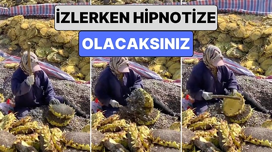 Terapi Gibi: Ayçiçeğinden Çekirdek Hasadı Yapan Kadının O Anlarını İzlerken Hipnotize Olacaksınız