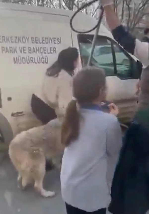 Çerkezköy Belediyesi işçilerinin köpeği götürmeye çalıştıklarını gören küçük kız, köpeğin zaten yaşlı olduğunu ve bir şey yapmadığını gözyaşlarıyla anlatmak istedi.