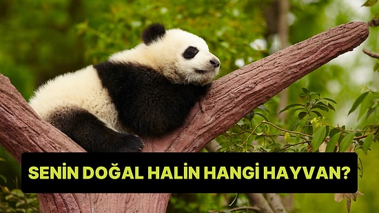 Senin Doğal Halin Hangi Hayvanı Yansıtıyor?