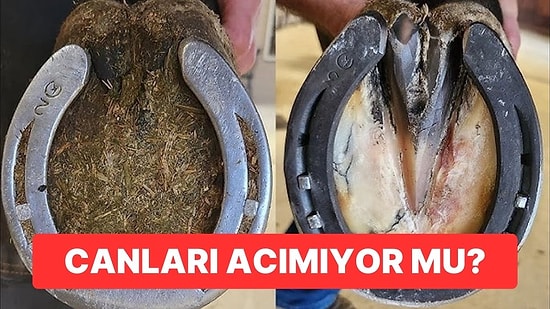 Sosyal Medyada Gördüğümüz At Nalı Videoları Atların Canını Acıtmıyor mu?