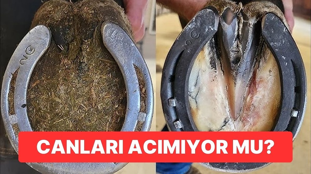 Sosyal Medyada Gördüğümüz At Nalı Videoları Atların Canını Acıtmıyor mu?