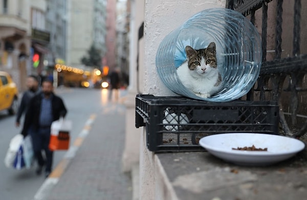 İstanbul, biliyorsunuz ki kedilerle ünlü bir şehrimiz. Turistler için büyük bizler için normal olan bu durum, zaman zaman tatlı görüntülere davetiye çıkarabiliyor.