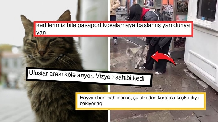 İstanbul'da Bir Turistin Ayağına Sarılan Kedi Sosyal Medyada Büyük İlgi Gördü