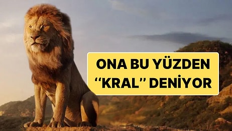 Aslan Neden Ormanların Kralı Olarak Anılır? Birden Fazla Sebebi Var!