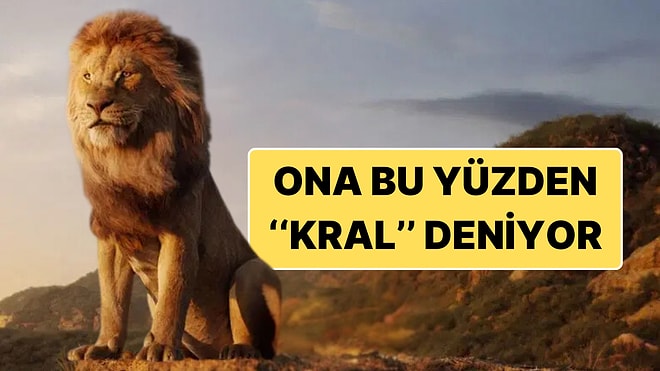 Aslan Neden Ormanların Kralı Olarak Anılır? Birden Fazla Sebebi Var!