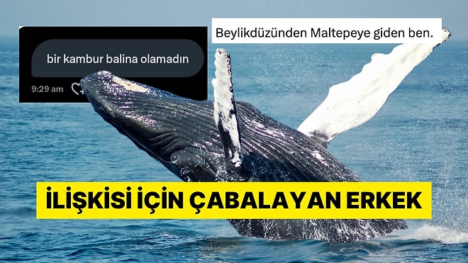 Çiftleşebilmek İçin 3 Okyanusu Aşan Kambur Balina Goygoycuların Diline Düştü