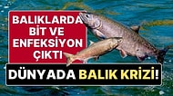 Dünyada Somon Balığı Krizi Çıktı! Türkiye’ye de İhraç Edilen Balıklarda Bit ve Enfeksiyon Bulundu