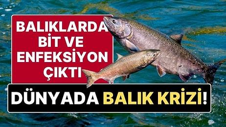 Dünyada Somon Balığı Krizi Çıktı! Türkiye’ye de İhraç Edilen Balıklarda Bit ve Enfeksiyon Bulundu